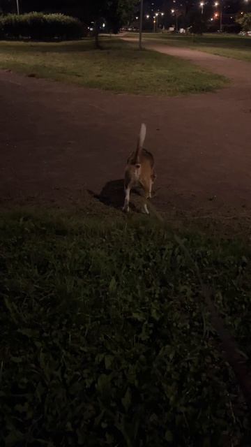 биглевстреча