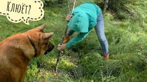 Пёс Кубик ведёт Машу и меня лесом на болото за мхом и комарами