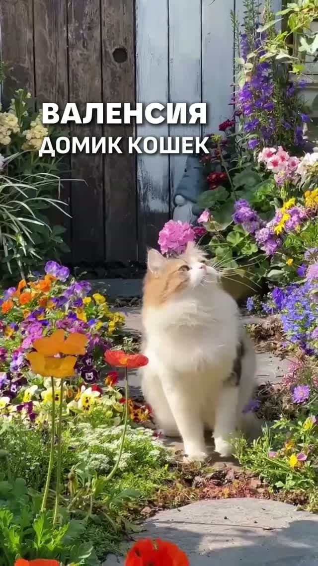 ДОМИК КОШЕК В ВАЛЕНСИИ 😻