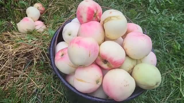 09.08. 2026г./Собираю яблоки.🍏🍏🍏