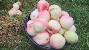 09.08. 2026г./Собираю яблоки.🍏🍏🍏