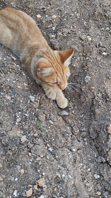 Кошачье утреннее развлечение с цикадой #cat #веселыекоты #красиваякошка #прикольныекоты