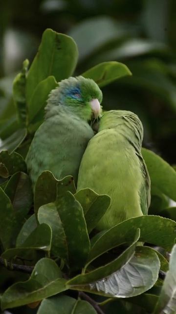 Воробьиные попугайчики (Forpus Conspicillatus)