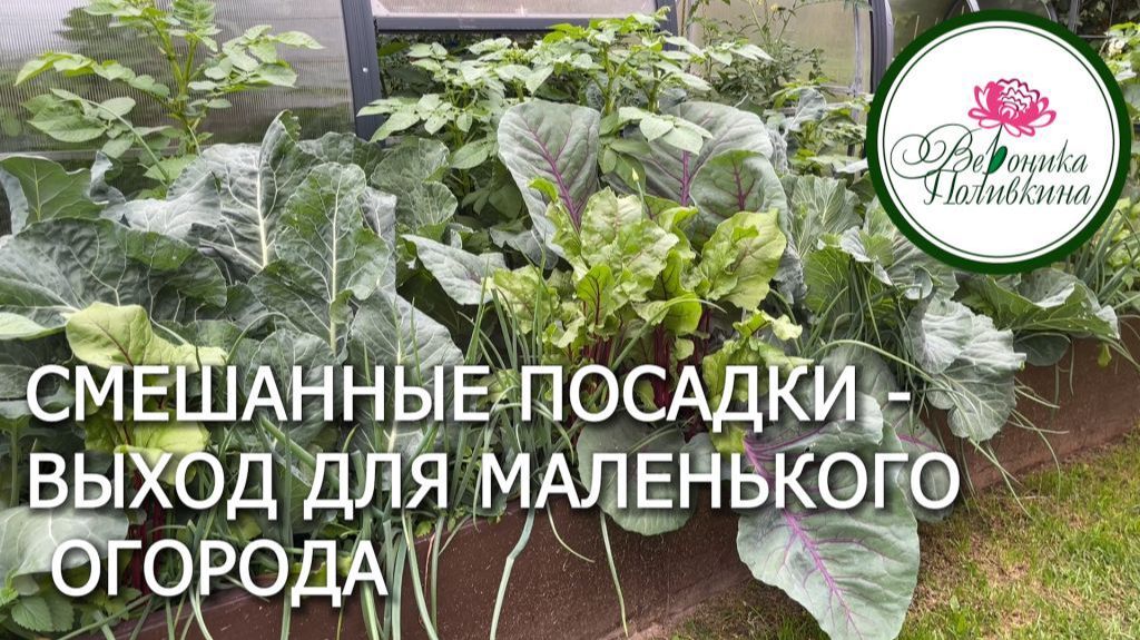 Мой секрет  огородного успеха - смешанные посадки