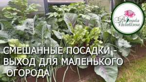 Мой секрет  огородного успеха - смешанные посадки