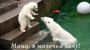 Медвежонок Умка захотел молочка, а мама Герда прыгнула в воду и уплыла.