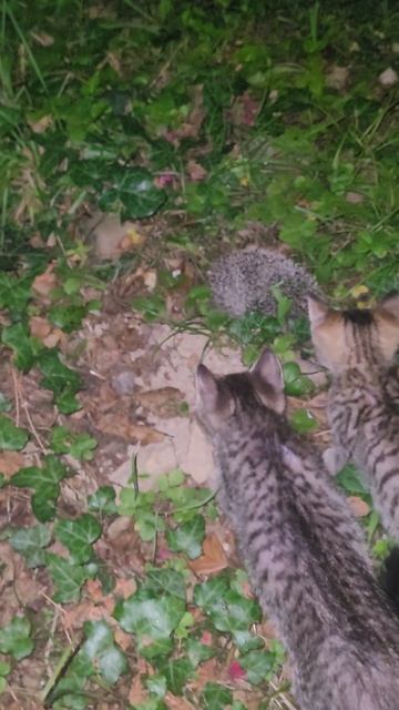 Котята впервые увидели ёжика 🦔