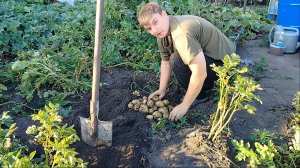 ТАКОГО УРОЖАЯ Я НЕ ОЖИДАЛ! КОПНУЛ МОЛОДОЙ КАРТОФЕЛЬ В ОГОРОДЕ / ВЕТКИ ЖДУТ МЕНЯ 😱