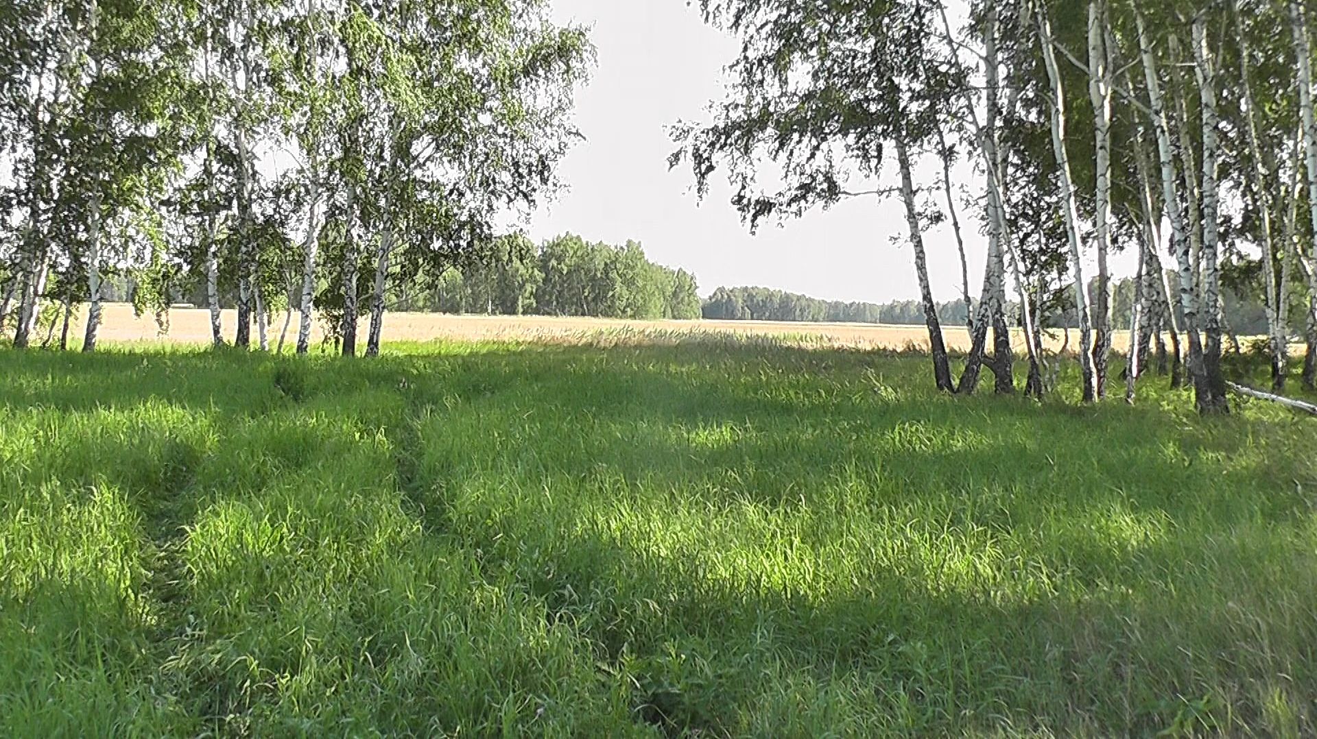 Сбор грибов.В результате только лисички.