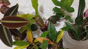 Комнатные растения , какие у меня ещё есть.
Подарок - сюрприз.