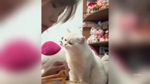 New Cats, Trouble Makers, Copycat Cats, Cat Moms & Adorable Kittens | Funniest Cats