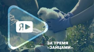 ЗА ТРЕМЯ ЗАЙЦАМИ / Что исследовала масштабная экспедиция в ямбургской тундре