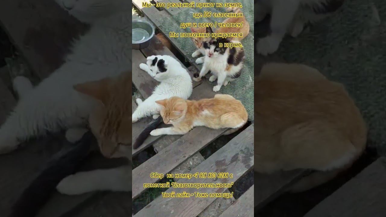 Жара!!! кошки под поддонами прячутся...