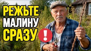 Вот ПОЧЕМУ  ягод мало в Июле: ошибку вы сделали ещё в АВГУСТЕ