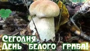 ДОБРОЕ УТРО .11 АВГУСТА – ДЕНЬ БЕЛОГО ГРИБА. САМЫЙ ВКУСНЫЙ ГРИБ. ЦАРЬ ГРИБОВ!