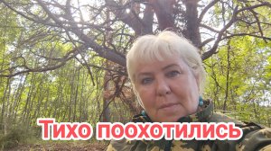В лесу много диких кабанов.Тихо поохотились.