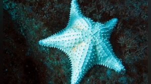 Самые удивительные явления природы