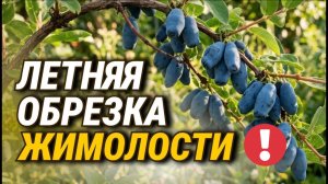 Как правильно обрезать Жимолость летом после сбора ягод