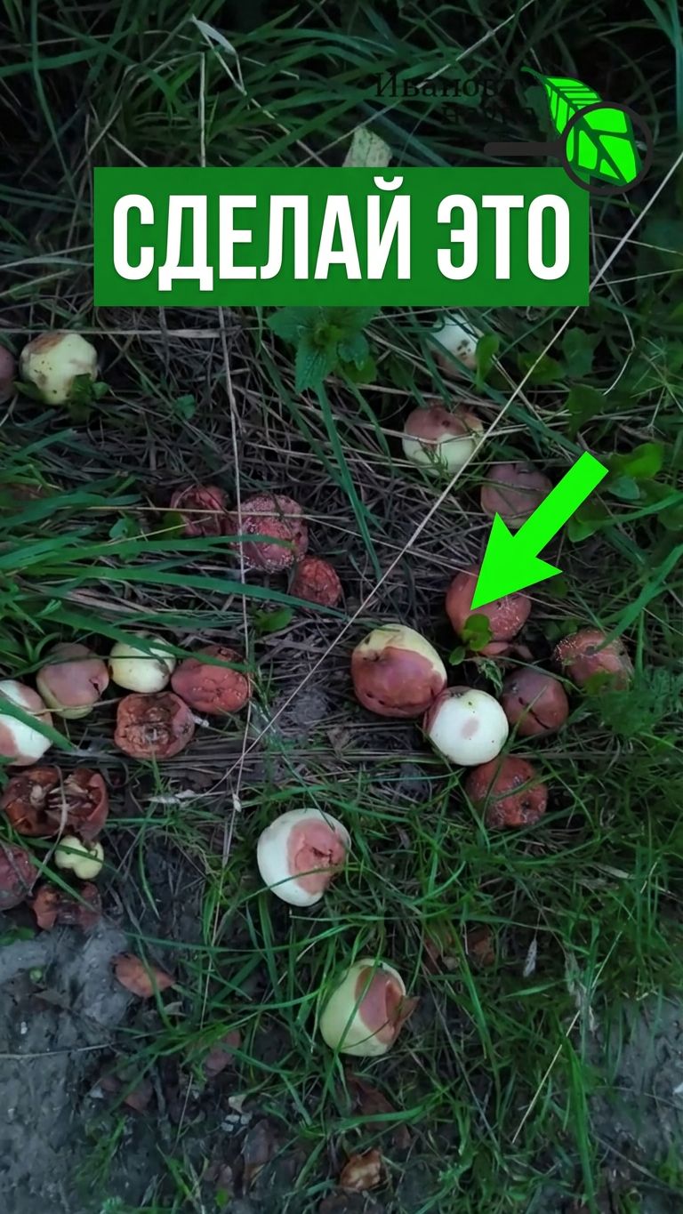 🤯 Бесплатное чудо-удобрение, которое все выбрасывают! 🍏 Сделай ЭТО в августе