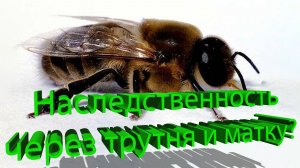 🧬 Наследственность через трутня и матку: как передаются признаки? Отвечает профессор Кашковский 🐝