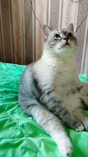 кот по кличке Кекс