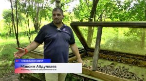 Предприниматель из Городецкого округа выращивает средиземноморских улиток