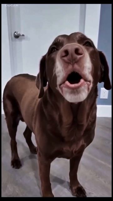 З(Л)АЯ СОБАКА 2