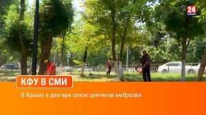 В Крыму в разгаре сезон цветения амброзии