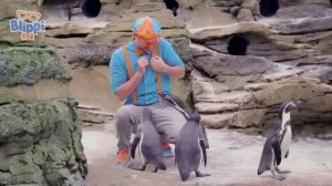 Поём с Blippi знакомство с щенками 🎶🐶  Изучай этот мир вместе с Блиппи