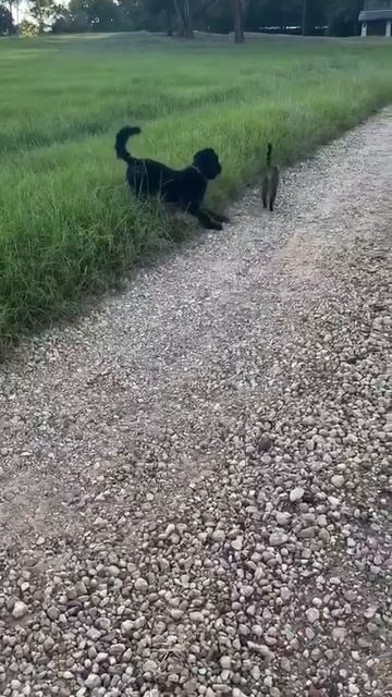 Котики шортс №14