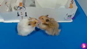 ХОМЯЧКИ ПОТЕРЯЛИСЬ в снежном ЛАБИРИНТЕ /HAMSTERS lost in the maze