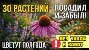 Цветут с Апреля по Октябрь! 30 самых выносливых многолетних цветов!