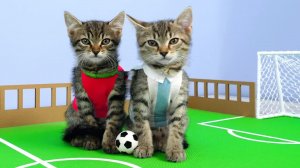 Я научил котят играть в футбол. Вот что произошло