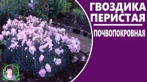 Гвоздика перистая: как сажать, размножать и выращивать красивый почвопокровник