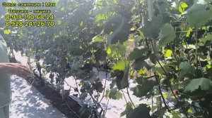 Лить или не лить? (летний вопрос)