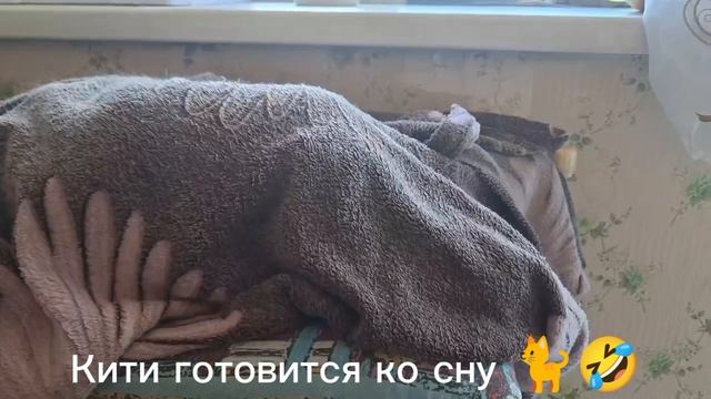 Влог.Кити готовится ко сну 👀🤣🐈#влоги #коты