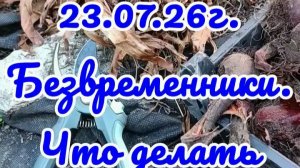23.07.26г. Безвременники. Что делать сейчас