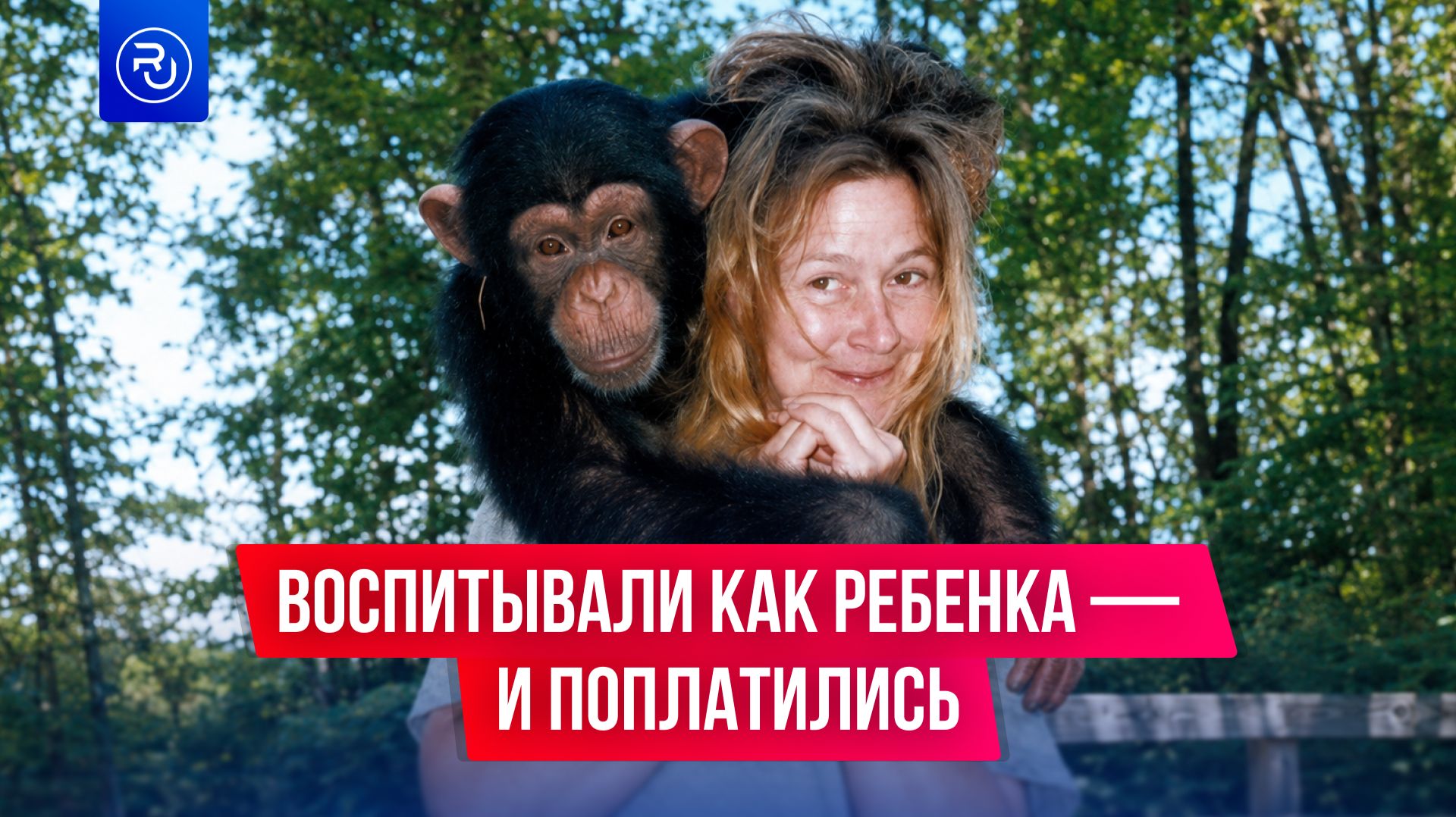 Воспитывали шимпанзе как ребенка, но сильно об этом пожалели