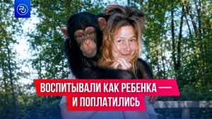 Воспитывали шимпанзе как ребенка, но сильно об этом пожалели