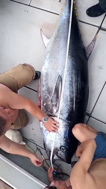 «Крупнее на удочку не ловили»: рекордно крупного тунца поймали во Владивостоке
