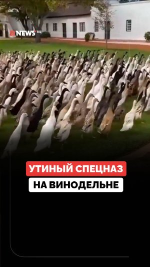 Более 1200 уток борются с вредителями южноафриканской винодельни