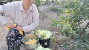 Урожай кукурузы.