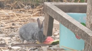 Кролики🐇Мини-зоопарк в Калон-брион