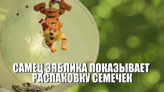 САМЕЦ ЗЯБЛИКА ПОКАЗЫВАЕТ РАСПАКОВКУ СЕМЕЧЕК