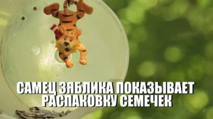 САМЕЦ ЗЯБЛИКА ПОКАЗЫВАЕТ РАСПАКОВКУ СЕМЕЧЕК