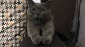 Кузенька