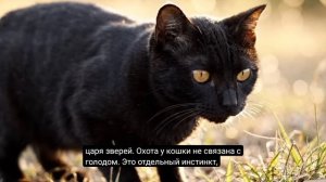 самый ласковый и нежный хищник