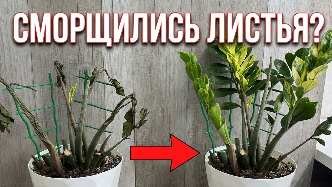 Сморщились листья у Замиокулькаса? Делаю так и растение нарастит новые и здоровые листья!