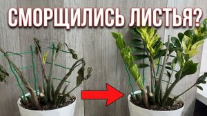 Сморщились листья у Замиокулькаса? Делаю так и растение нарастит новые и здоровые листья!