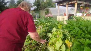 Всё успею.Урожаем довольна.